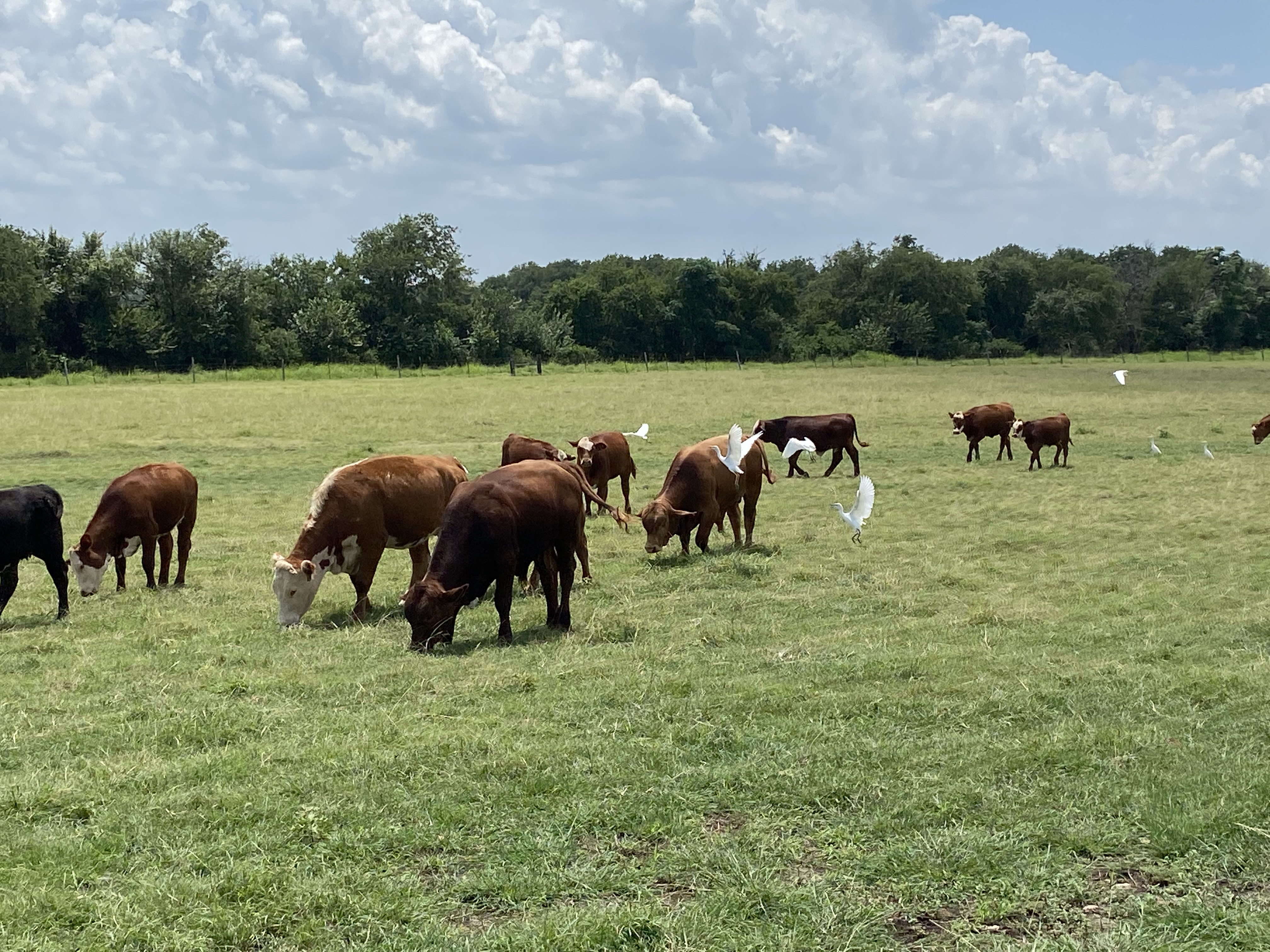 cows_eating