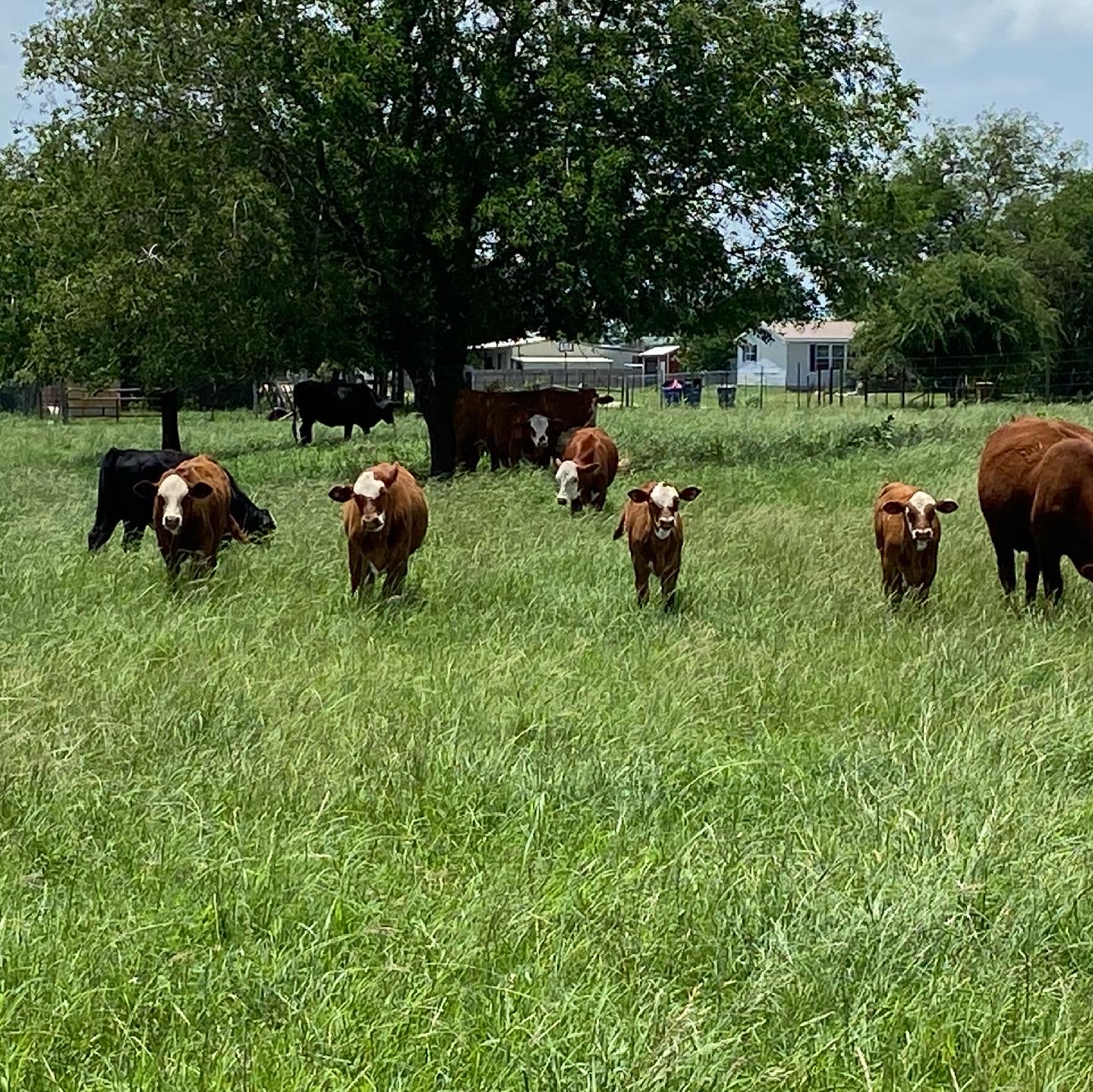 cows_eating